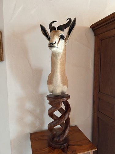 Tolle antilopen trophäe aus - antilopen,